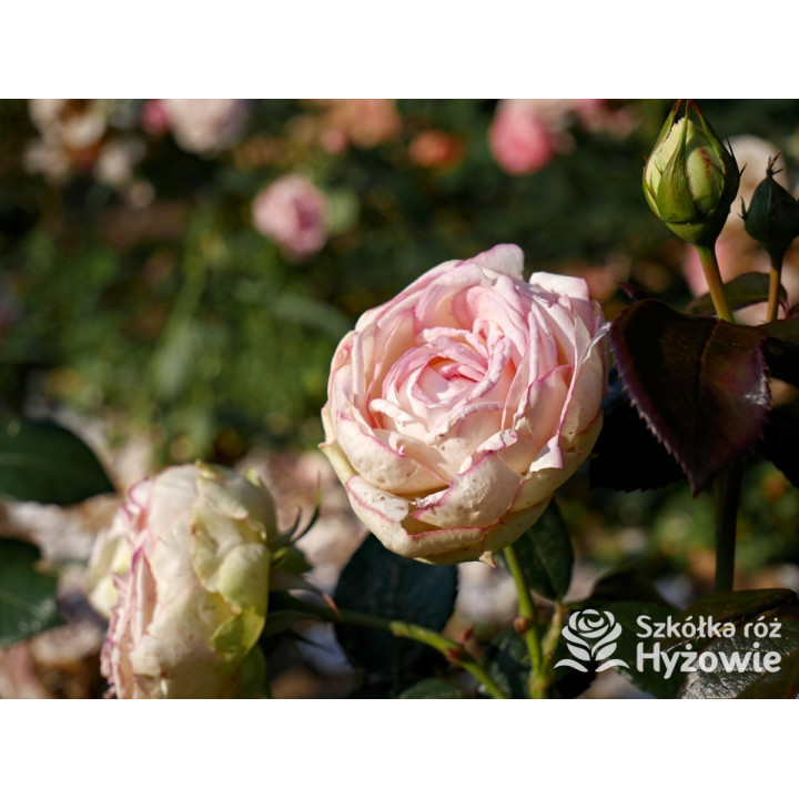 Biedermeier® - Róże Miniaturowe -  Biedermeier® - Róże Miniaturowe -