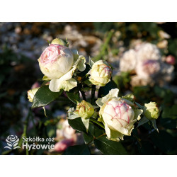Biedermeier® - Róże Miniaturowe -  Biedermeier® - Róże Miniaturowe -