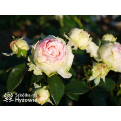 Biedermeier® - Róże Miniaturowe -  Biedermeier® - Róże Miniaturowe -