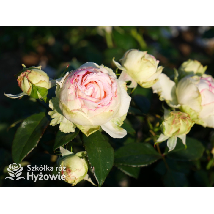 Biedermeier® - Róże Miniaturowe -  Biedermeier® - Róże Miniaturowe -
