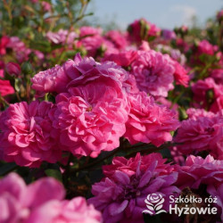 Roxy® - Róże Miniaturowe -