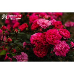 Roxy® - Róże Miniaturowe - 