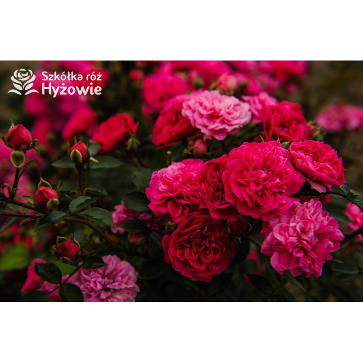 Roxy® - Róże Miniaturowe - 