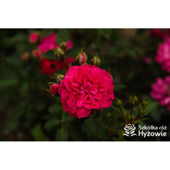 Roxy® - Róże Miniaturowe - 