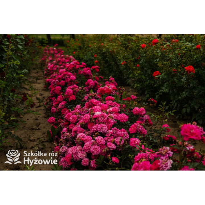 Roxy® - Róże Miniaturowe - 