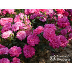 Roxy® - Róże Miniaturowe - 