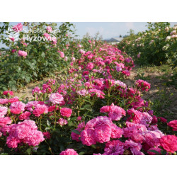 Roxy® - Róże Miniaturowe - 