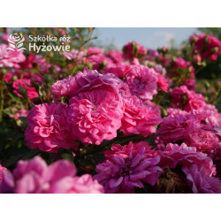 Roxy® - Róże Miniaturowe - 