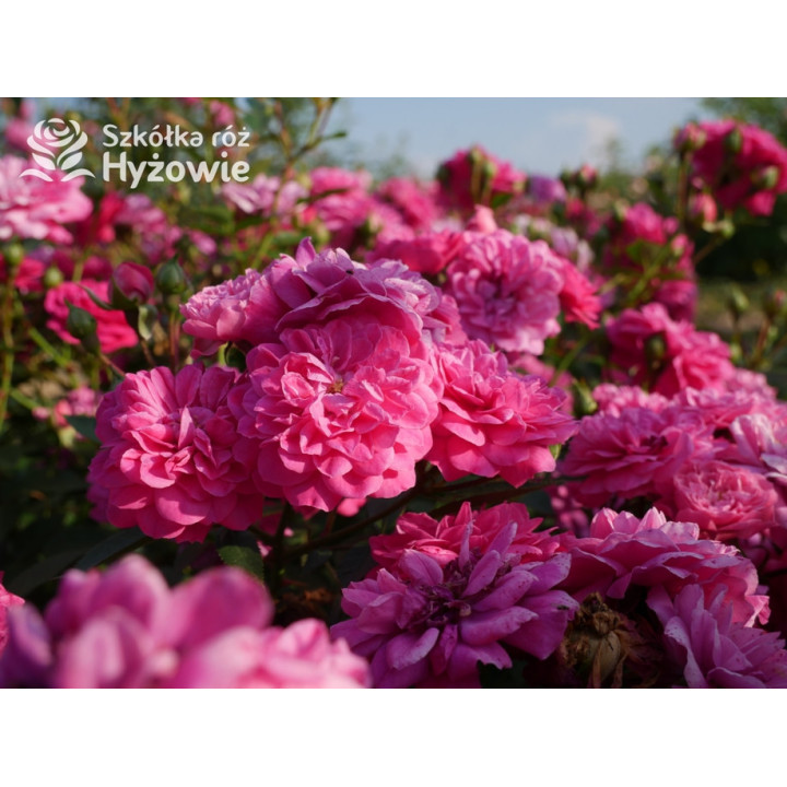 Roxy® - Róże Miniaturowe - 