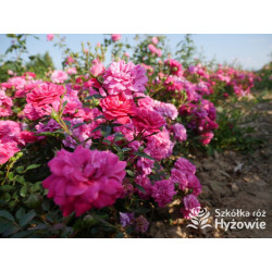 Roxy® - Róże Miniaturowe - 