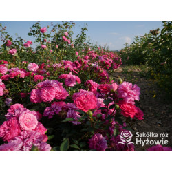 Roxy® - Róże Miniaturowe - 