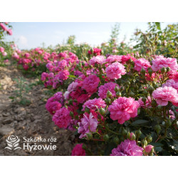 Roxy® - Róże Miniaturowe - 