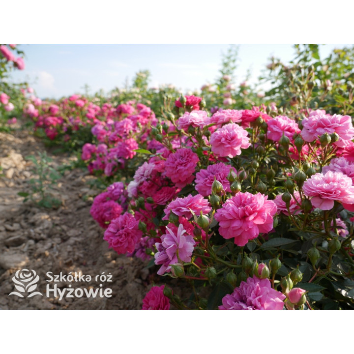 Roxy® - Róże Miniaturowe - 