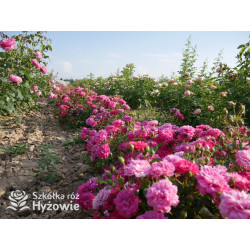 Roxy® - Róże Miniaturowe - 