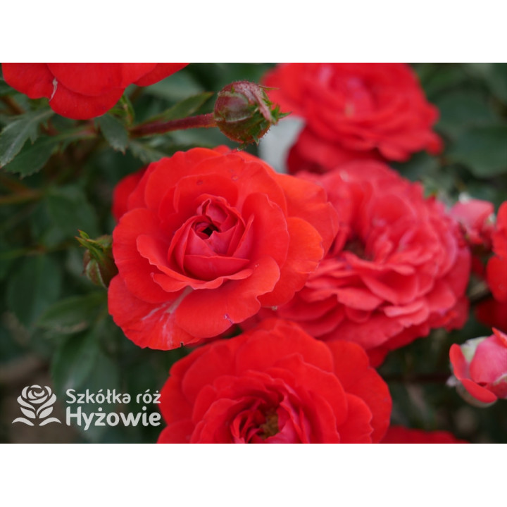 Zwergenfee '09® - Róże Miniaturowe - 