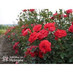 Zwergenfee '09® - Róże Miniaturowe - 