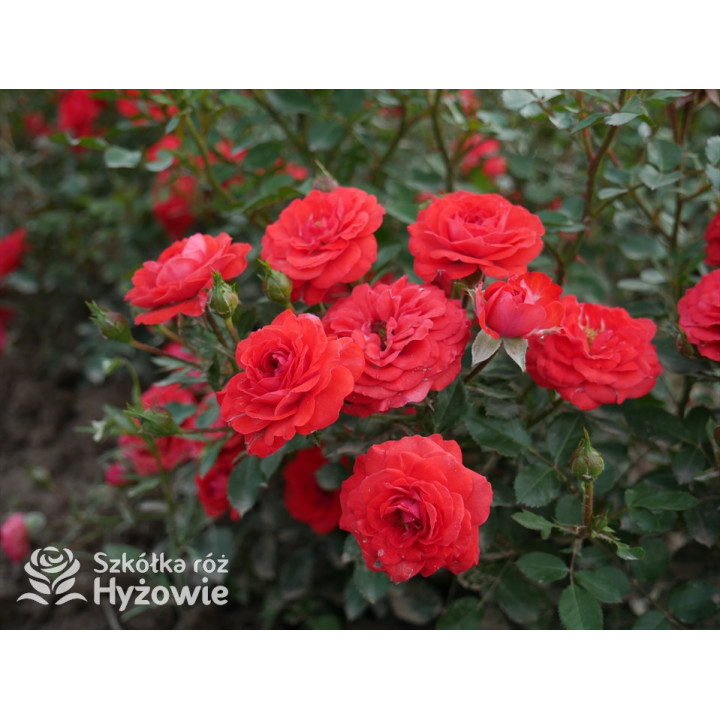 Zwergenfee '09® - Róże Miniaturowe - 