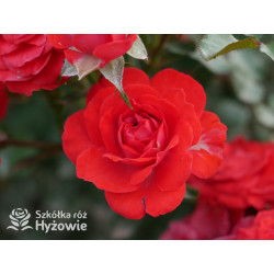 Zwergenfee '09® - Róże Miniaturowe - 