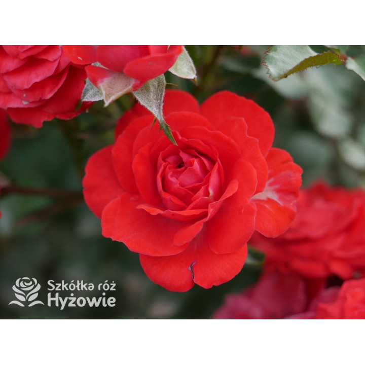 Zwergenfee '09® - Róże Miniaturowe - 