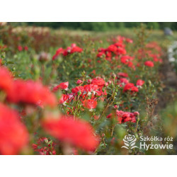 Zwergenfee '09® - Róże Miniaturowe - 