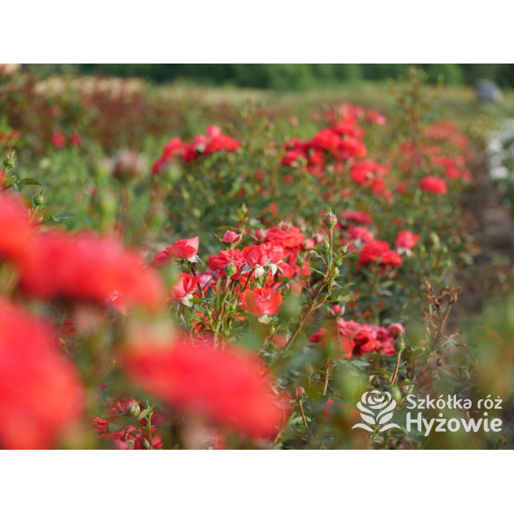 Zwergenfee '09® - Róże Miniaturowe - 