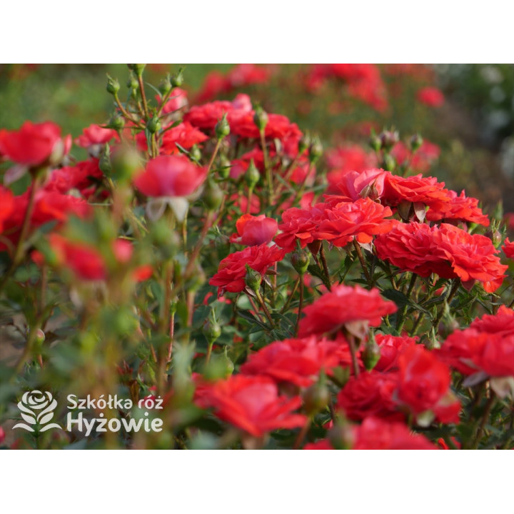 Zwergenfee '09® - Róże Miniaturowe - 