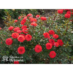 Zwergenfee '09® - Róże Miniaturowe - 