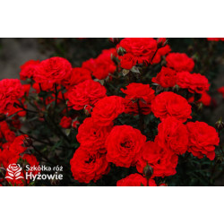 Zwergenfee '09® - Róże Miniaturowe - 