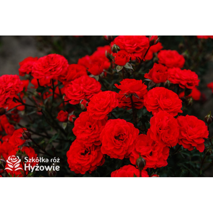 Zwergenfee '09® - Róże Miniaturowe - 