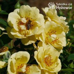 Bienenweide Gelb® - Róże Miniaturowe -