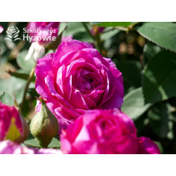 Heidi Klum® - Róże Miniaturowe - 