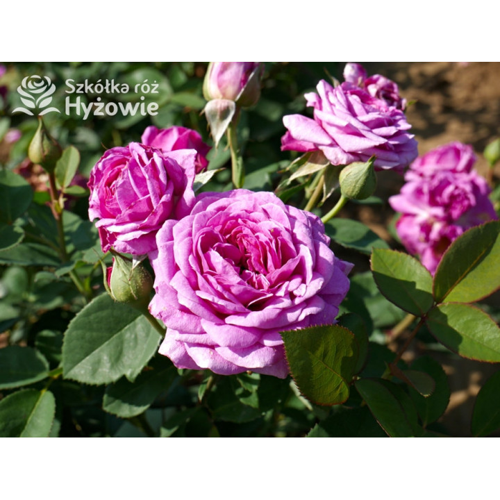 Heidi Klum® - Róże Miniaturowe - 