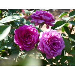 Heidi Klum® - Róże Miniaturowe - 