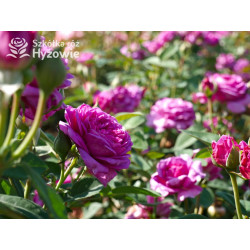 Heidi Klum® - Róże Miniaturowe - 