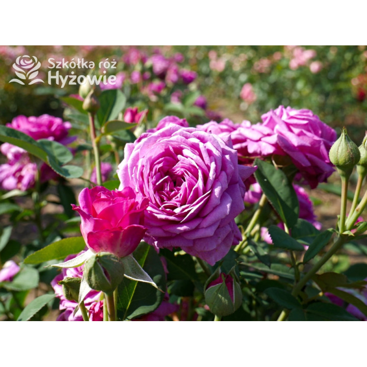 Heidi Klum® - Róże Miniaturowe - 