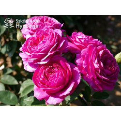 Heidi Klum® - Róże Miniaturowe - 