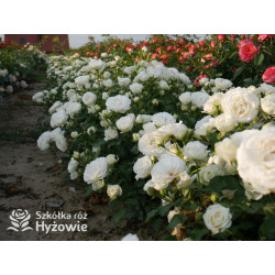 Schneeküsschen® - Róże Miniaturowe - 