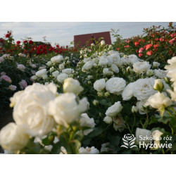 Schneeküsschen® - Róże Miniaturowe - 