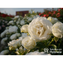 Schneeküsschen® - Róże Miniaturowe - 