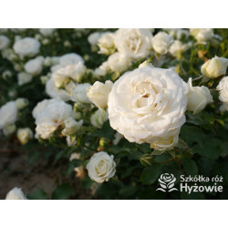 Schneeküsschen® - Róże Miniaturowe - 