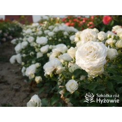 Schneeküsschen® - Róże Miniaturowe - 