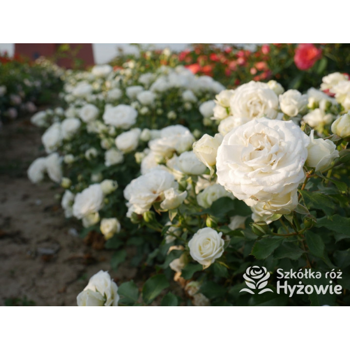 Schneeküsschen® - Róże Miniaturowe - 