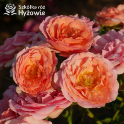 Mandarin® - Róże Miniaturowe -