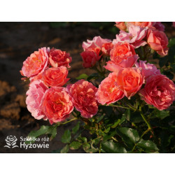 Mandarin® - Róże Miniaturowe - 