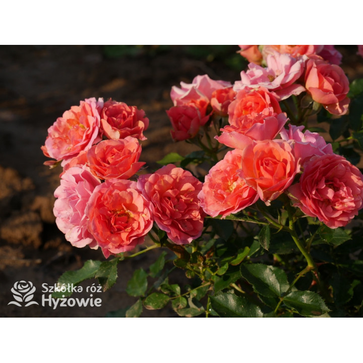 Mandarin® - Róże Miniaturowe - 