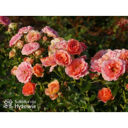 Mandarin® - Róże Miniaturowe - 