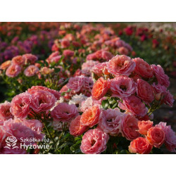 Mandarin® - Róże Miniaturowe - 