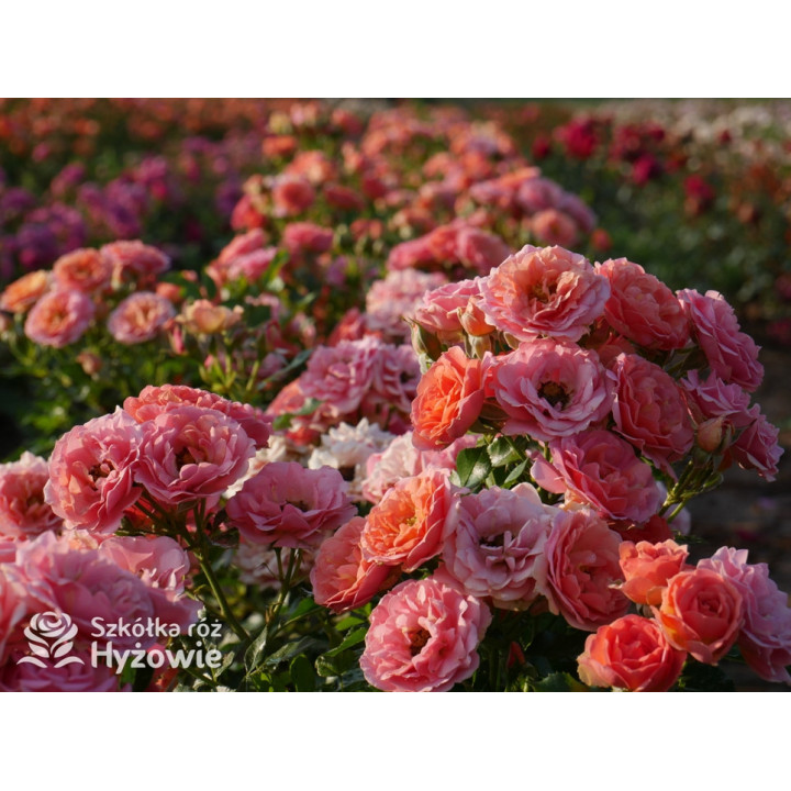 Mandarin® - Róże Miniaturowe - 