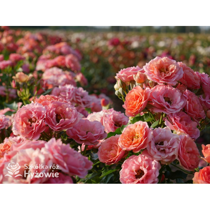 Mandarin® - Róże Miniaturowe - 