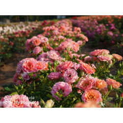 Mandarin® - Róże Miniaturowe - 